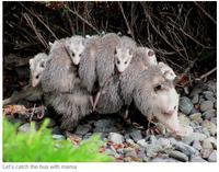 A mamaposting meme by alexvacice. The post is captioned, "let’s catch the bus with mama."