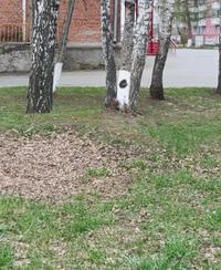 A photo of a tree with white and a black circle painted on it. It is being compared to Minos Prime.