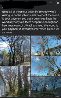 Need all of these cut down by anybody who's willing to do the job no cash payment the wood is your payment you cut it down you keep the wood anybody out there desperate enough for free trees you cut U-Haul you keep the wood is your payment if anybody's interested please let us know +3
