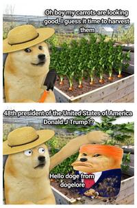 Oh boy my carrots are looking good, I guess it time to harvest them 48th president of the United States of America Donald J Trump?? Hello doge from dogelore