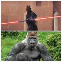 How many gorillas could Darth Maul fight? | /r/PrequelMemes