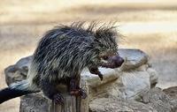 Black-tailed hairy dwarf porcupine