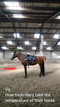 Ο Vs. How trickriders take the temperature of their horse