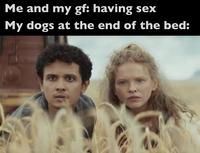 Me and my gf: having sex My dogs at the end of the bed: