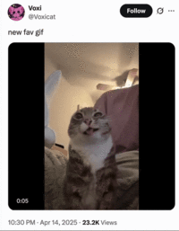 X user @Voxicat posted a clip of Rigby the cat "peeing" at the camera, writing, "new fav gif" and gathering over 160,000 likes in a month.
