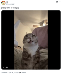 X user @beanndsi posted a clip of Rigby the cat making a funny face, writing, "pretty fond of this guy," and gathering over 150,000 likes in a month.