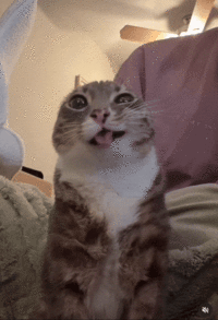 GIF of Rigby the Cat seemingly peeing on the camera.