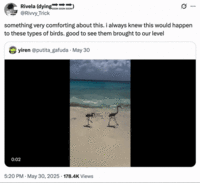 X user @Rivvy_Trick tweeted, "something very comforting about this. i always knew this would happen to these types of birds. good to see them brought to our level," to react to a video of two flamingos getting knocked over by a wave while trying to strut down a beach. 