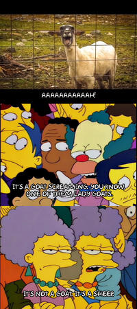 I can't believe some people still that "screaming" farm animal is a goat, when it's clearly a sheep who was recently sheared. It brings to mind this classic Simpsons exchange when everyone was crammed in the bomb shelter waiting for the arrival and impact of "Bart's Comet".