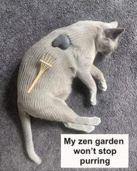 My zen garden won't stop purring