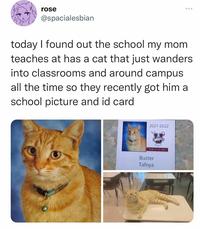 rose @spacialesbian today I found out the school my mom teaches at has a cat that just wanders into classrooms and around campus all the time so they recently got him a school picture and id card 2021-2022 HOME OF THE HARES Buster Tafoya