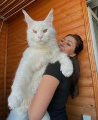 A unit of a cat