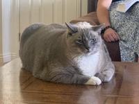 A unit of a cat