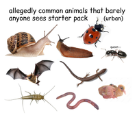 allegedly common animals that barely anyone sees starter pack (urban) queen!