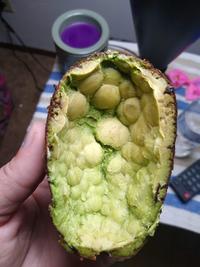 This uncomfortable looking avocado