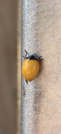 A ladybug with no spots