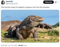 A tweet of a monitor lizard. The caption reads, "The monitor lizard. A majestic creature, born for the situation."