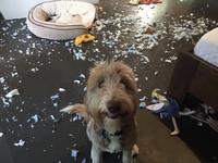 He went on a rampage