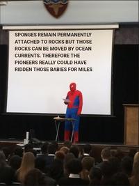 SPONGES REMAIN PERMANENTLY ATTACHED TO ROCKS BUT THOSE ROCKS CAN BE MOVED BY OCEAN CURRENTS. THEREFORE THE PIONEERS REALLY COULD HAVE RIDDEN THOSE BABIES FOR MILES