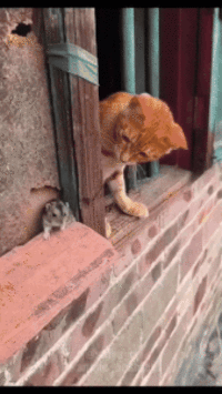 Human sacrifice, cats and mice living together...mass hysteria