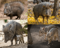 The Chacoan peccary, it was first described as an extinct species from fossils in 1930, they were fo...