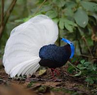 Bulwer's pheasant 