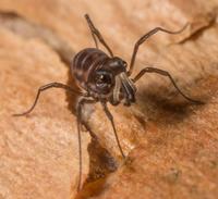 Acropsopilio neozelandiae