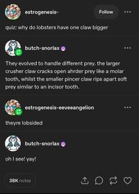 estrogenesis- Follow quiz: why do lobsters have one claw bigger butch-snorlax They evolved to handle different prey. the larger crusher claw cracks open ahrder prey like a molar tooth, whilst the smaller pincer claw rips apart soft prey similar to an incisor tooth. estrogenesis-eeveeangelion theyre lobsided butch-snorlax oh I see! yay! 38K notes 10 ♡