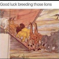 Good luck breeding those lions