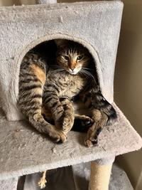 How many legs is that?