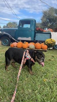 Carrying a load of pumpkins 