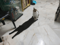 berat