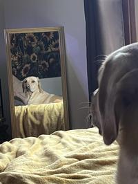 His reflection...