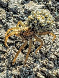 A wolf spider and its babies