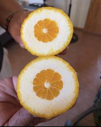 This orange