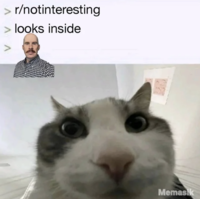 Redditor u/swigity_swootie posted a "Cat Looks Inside":https://knowyourmeme.com/memes/cat-looks-inside meme about John Interview going viral on r/notinteresting. The post gathered over 7,000 upvotes in two days.

