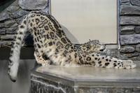 Snow leopard stretch