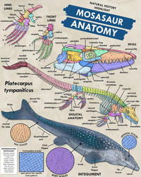 HIND LIMBS ischium fibula tarsals metatarsals ilium femur pubis FRONT LIMBS tibia humerus V ulna radius IV carpals NATURAL HISTORY HIGHLIGHT MOSASAUR ANATOMY metacarpals postorbitofrontal parietal squamosal sclerotic ring terminal caudals phalanges phalanges caudal peduncle IV V -frontal prefrontal SKULL premaxilla intermediate. caudals Platecarpus tympaniticus fluke ventral fin lobe quadrate maxilla articular braincase jugal dentary pterygoid splenial Surangular coronoid angular ilium thoracic vertebrae ribs chevrons Strat scapula pygals- ischium fibula dorsal fin tarsals pubis lobe metatarsals- humerus cervical vertebrae cervical ribs cranium phalanges- femur tibia sternal cartilages. SKELETAL ANATOMY ulna carpals- phalanges- radius coracoids mandible metacarpals displacement unit hind flipper TAIL SCALES DIFFERENTIATING MOSASAURS Mosasaur genera each had unique numbers of carpals, tarsals, pygals, caudal vertebrae and teeth. Platecarpus has very few Pygal vertebrae and relatively small carpals TYLOSAURUS SCALES each genus has specific scale patterns BODY SCALES FRONTAL SCALES trunk front flipper lip tissue INTEGUMENT nares