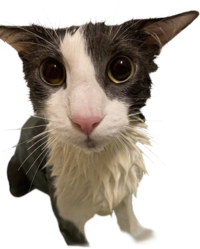 Soggy Cat - Transparent Template
