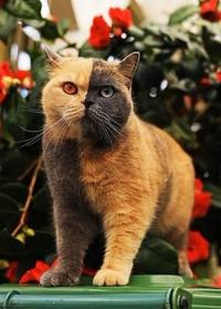A chimera British shorthair cat named Domino