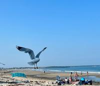 The seagull is taking over