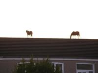Horses on the roof
