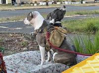 A two-headed canine