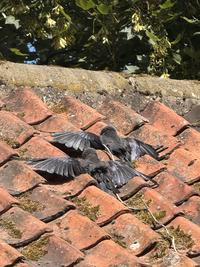 Crows sunbathing