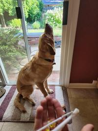 Who chewed the pen?