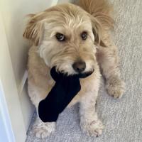 Found a sock