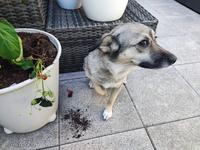 Ate the strawberries