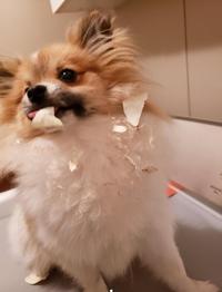 The dog ate the papers