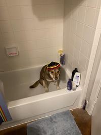 The hat of shame