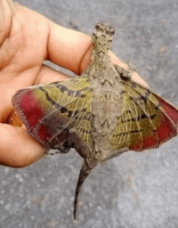 This is a flying lizard from Southeast Asia